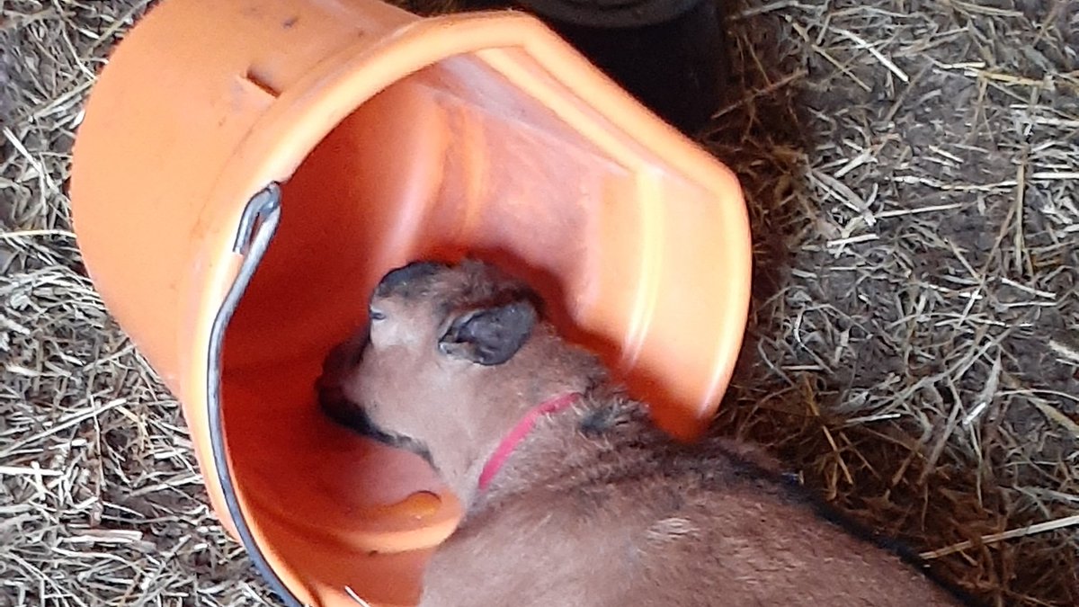 caprinicreamery tweet media