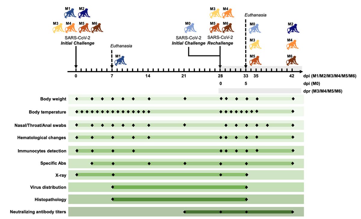 MicrobiomDigest's tweet photo. [Preprint] 
Lack of Reinfection in Rhesus Macaques Infected with SARS-CoV-2 - Linlin Bao et al
https://t.co/yDhibOuDdX https://t.co/jzokNLRtIS