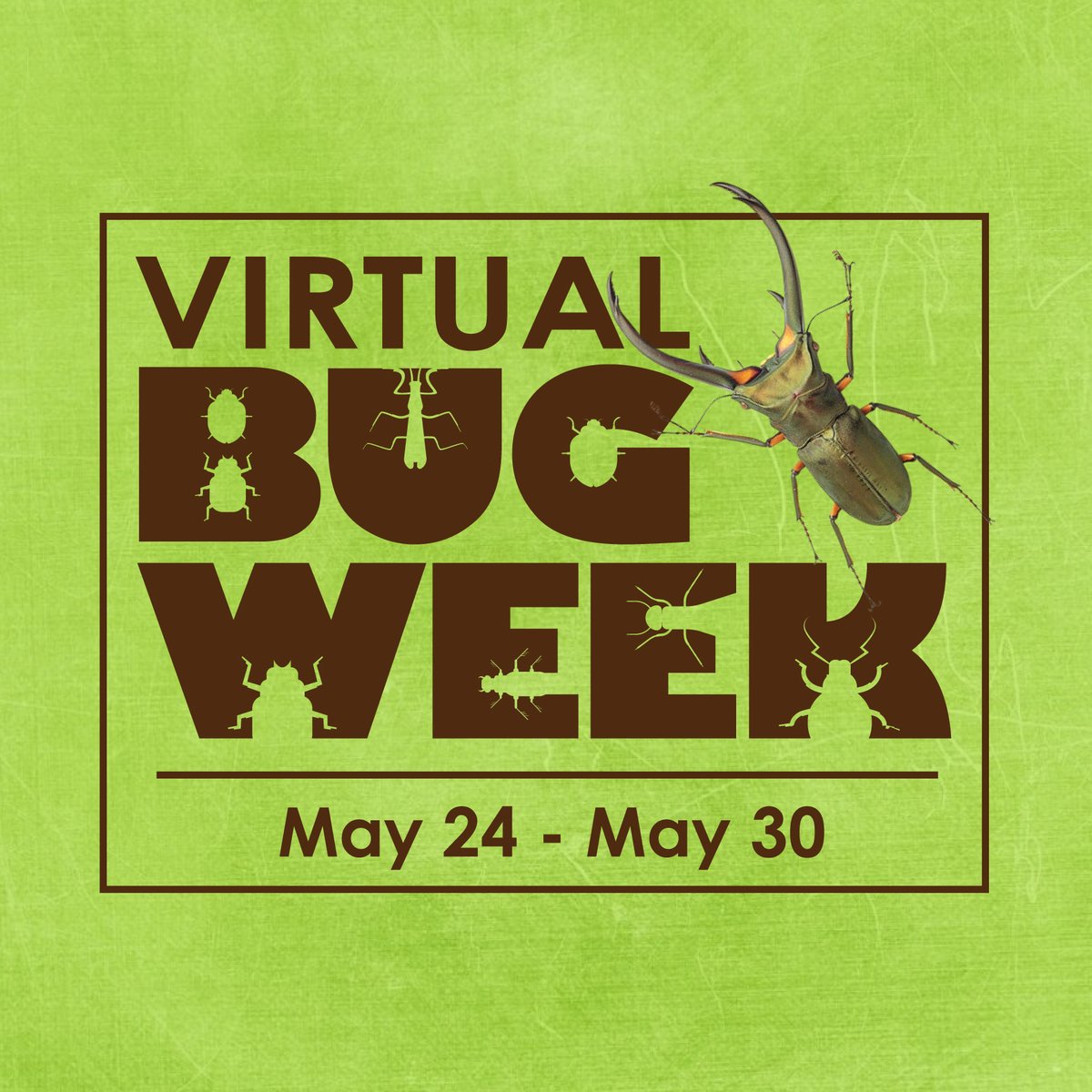 The_Schiele's tweet photo. Prepare yourselves!!! #BugDay #BugWeek #SchieleMuseum https://t.co/QgHWoW0eeK