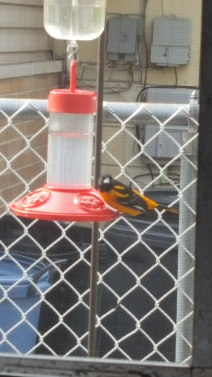 SASluis17's tweet photo. @First_AndTen This pretty oriole graced my humming bird feeder yesterday. I didn't know they liked sweet things, and I'd never seen them around. #oriole #Baltimoreoriole #birdwatching https://t.co/gJqL4BYleK