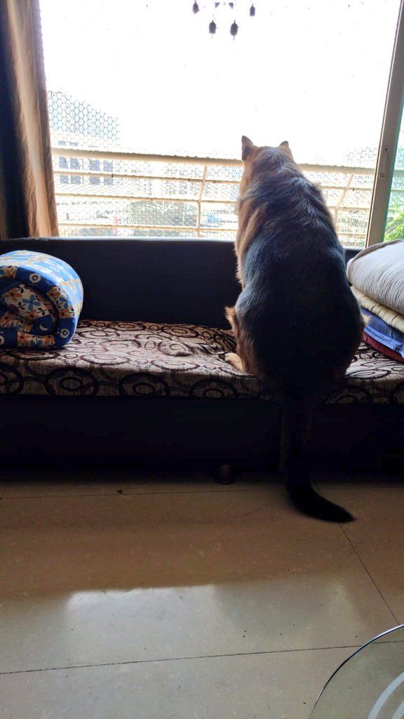 MaitrayeeBaruah's tweet photo. While walking your 110 lbs GSD in an empty parking lot, if he freaks out then you gotta freak out and run along with him, even if the thing that freaked him out was just a paper rustle 😂
#dogsduringlockdown #WritingCommunity #doglovers #dogwriter https://t.co/ClhqgIV1oK