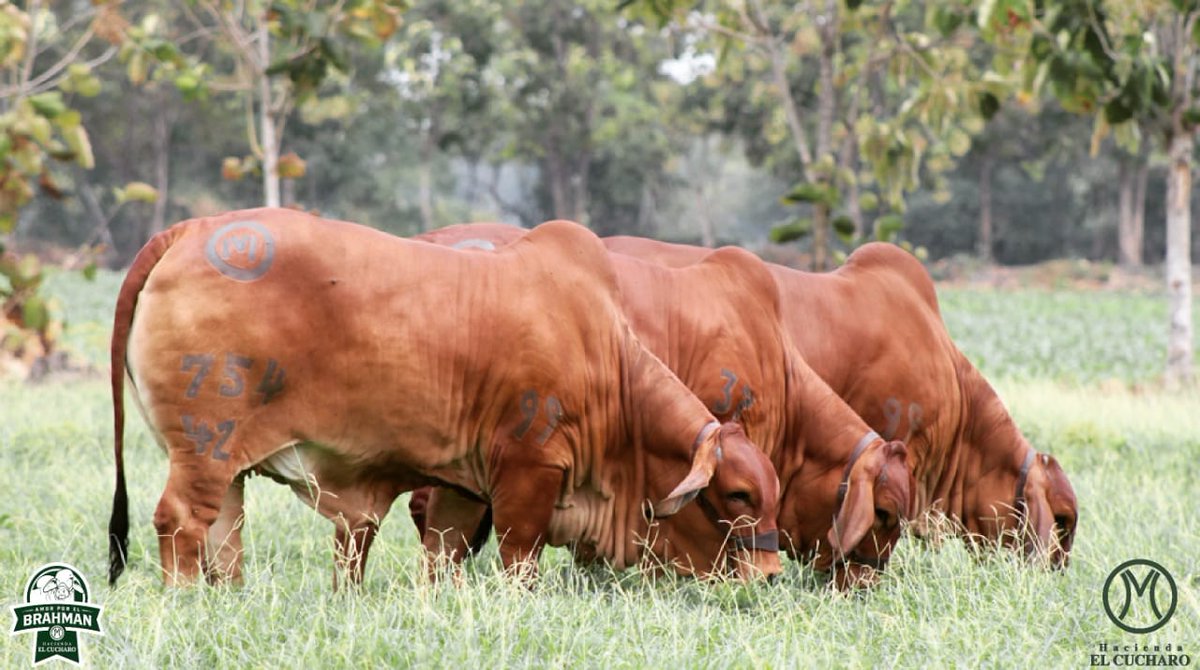hdaelcucharo1's tweet photo. La pigmentación del Brahman rojo la hace una raza más resistente a las altas temperaturas sin afectar su rendimiento productivo y reproductivo por un periodo de tiempo más prolongado puesto que sus toros sirven a un mayor número de hembras #brahmanrojo #ganaderia #granham https://t.co/n3WTQAskrH