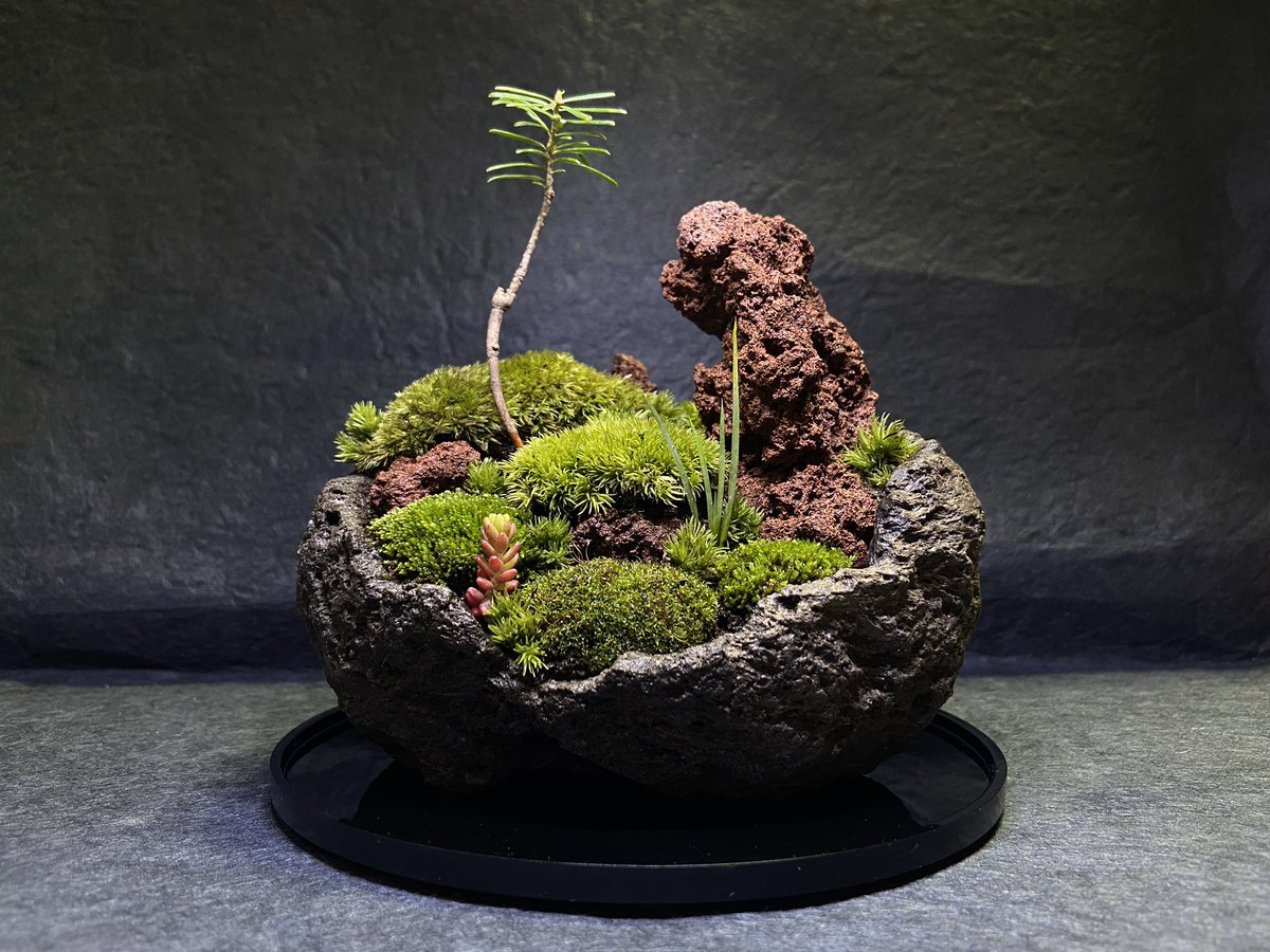 Twitter पर 季節の表現者 Kachikoh 撮影に行けないからしばらく引きこもって盆栽を作る事に 4年ぶりに制作しましたが超 楽しい 軽石を細工して器を作るのは初めてでしたが細工しやすいですね 苔盆栽 苔盆 コケリウム コケテラリウム もみじ もみの木