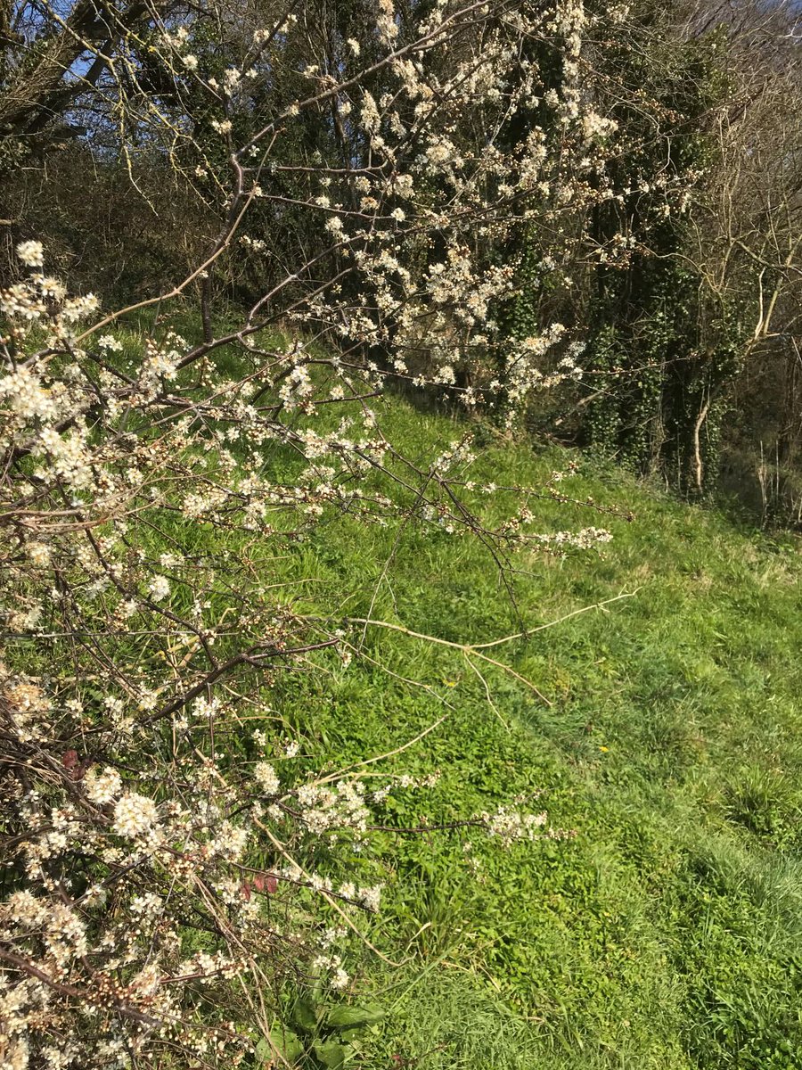 FromeMissingLnk's tweet photo. Ecology Update: There is little practical work that can be done at the moment except to watch the ecology. A survey of wildflower plants will be done in the summer; with this in mind a few pics were taken mid-April at Great Elm on the #ColliersWay. More... https://t.co/xQWafoCkrp https://t.co/zVcvMY671i