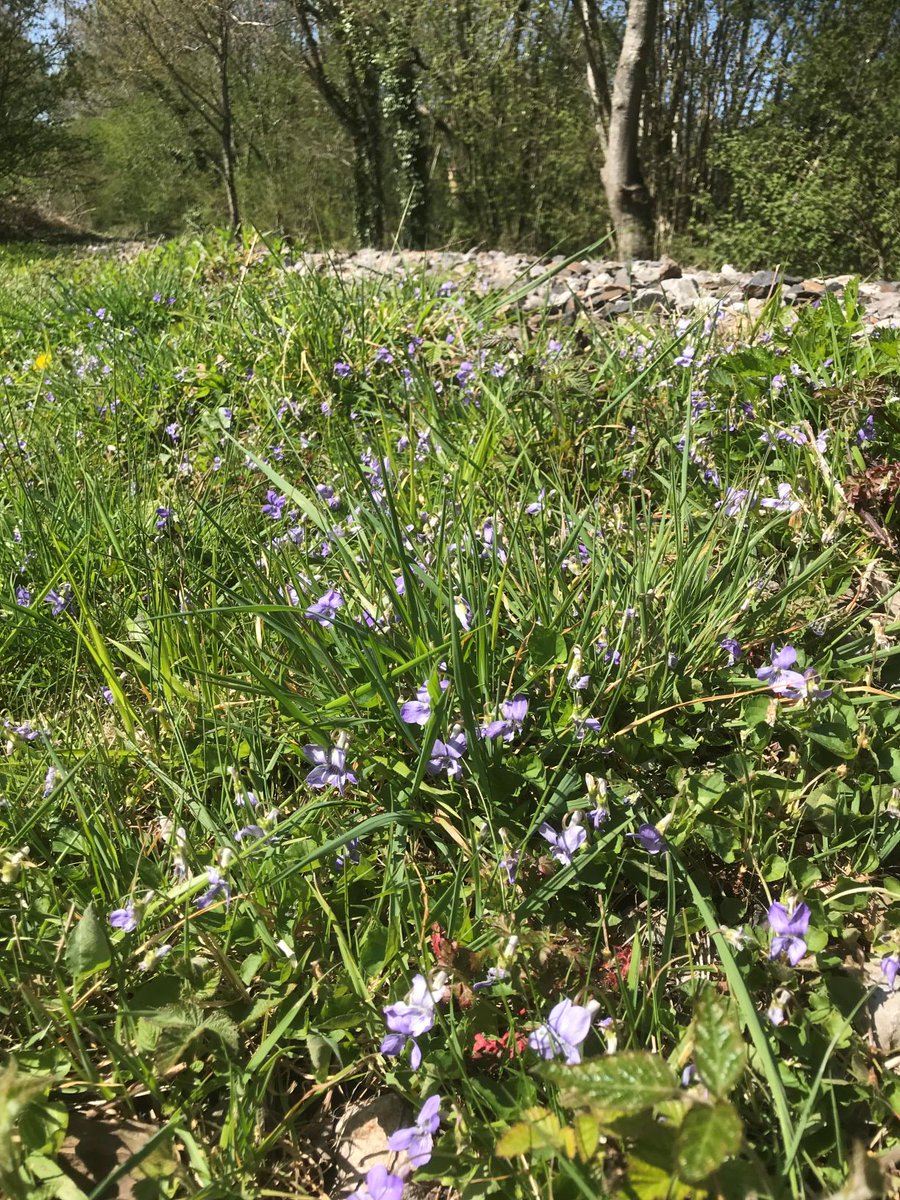 FromeMissingLnk's tweet photo. Ecology Update: There is little practical work that can be done at the moment except to watch the ecology. A survey of wildflower plants will be done in the summer; with this in mind a few pics were taken mid-April at Great Elm on the #ColliersWay. More... https://t.co/xQWafoCkrp https://t.co/zVcvMY671i