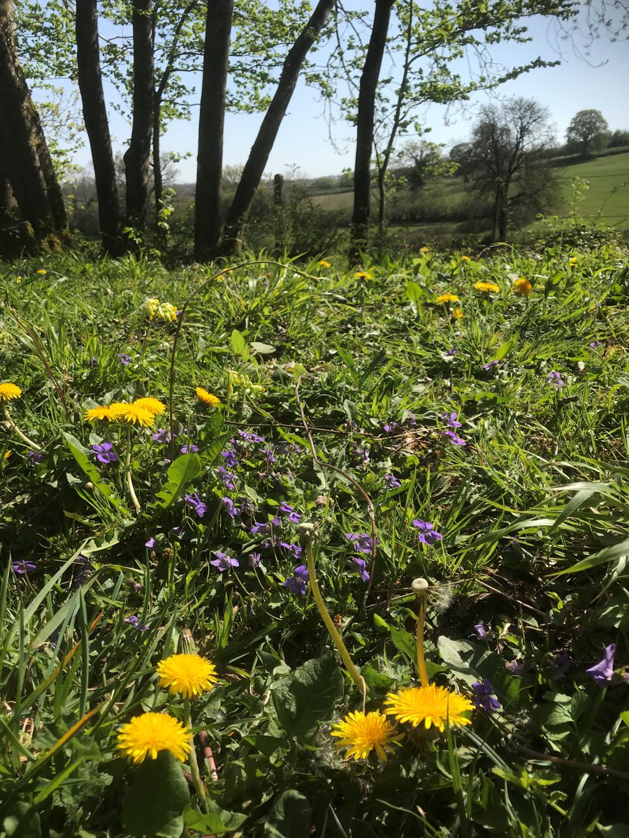 FromeMissingLnk's tweet photo. Ecology Update: There is little practical work that can be done at the moment except to watch the ecology. A survey of wildflower plants will be done in the summer; with this in mind a few pics were taken mid-April at Great Elm on the #ColliersWay. More... https://t.co/xQWafoCkrp https://t.co/zVcvMY671i