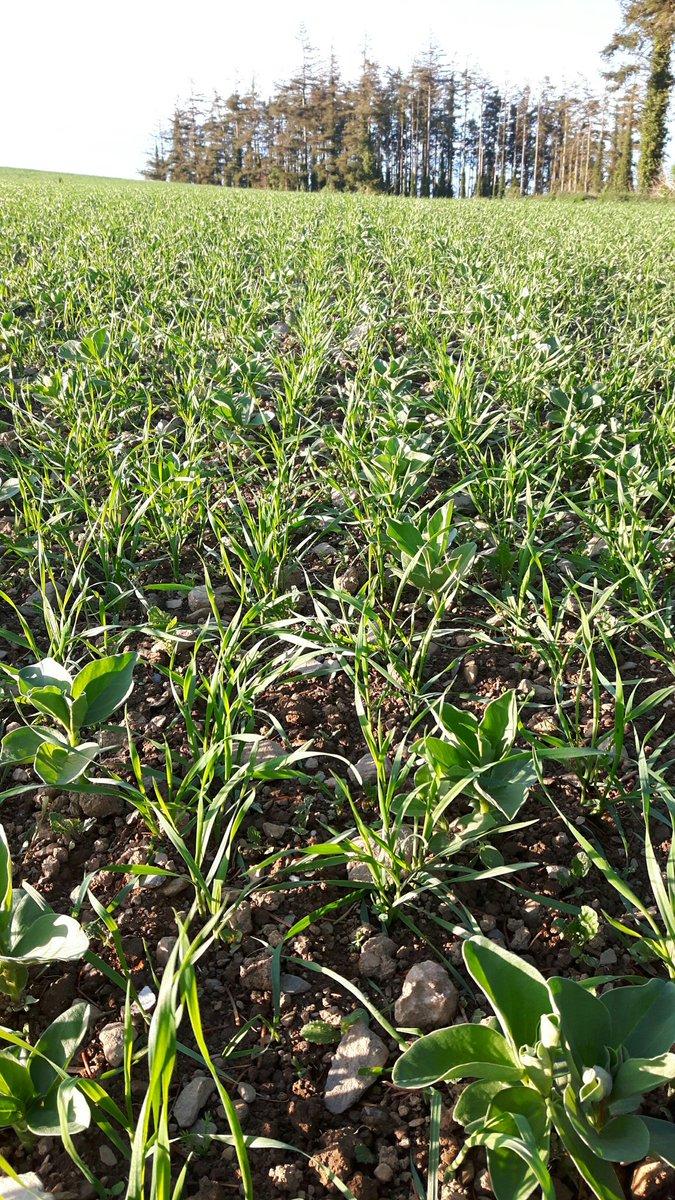 TullyGavin's tweet photo. A new adventure here this year wheat interrowed with beans #protein
#organic
#Interrow https://t.co/ROwBBDnIe1