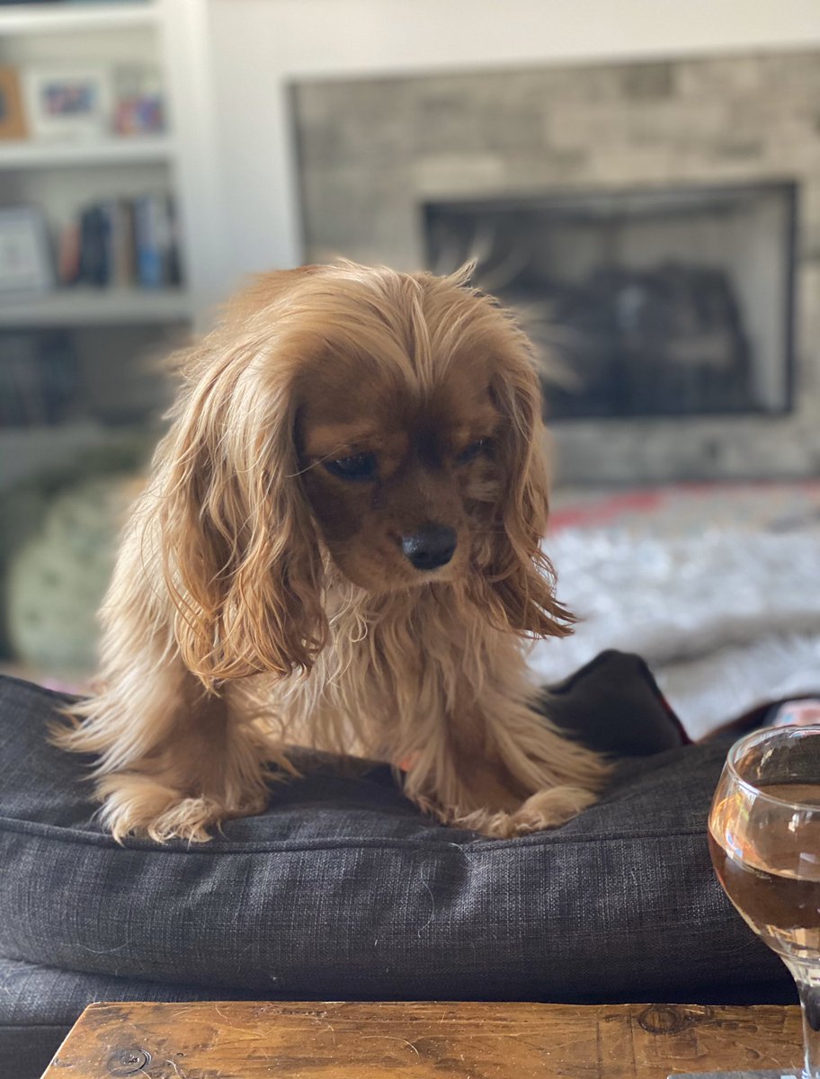 crlyoung's tweet photo. @GHardstark Vodka and rosé are the answers at our house.  Even the puppy is trying to sneak the rosé 💕🐶🤷🏼‍♀️ https://t.co/ItyLrkIW7p