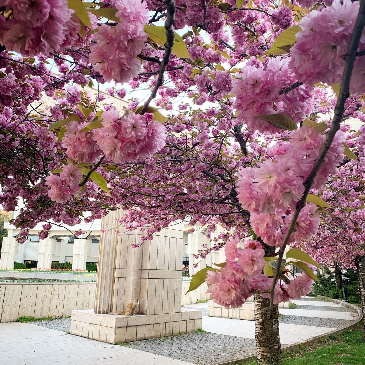 BilkentUniv's tweet photo. Sakuralar hüzünlü çünkü dallarının altı boş... #hayatevesığar #evdekal #StayAtHome https://t.co/ULZ6a4z4yk