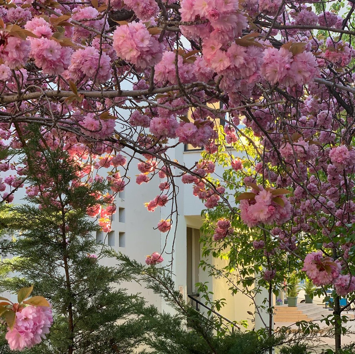 BilkentUniv's tweet photo. Sakuralar hüzünlü çünkü dallarının altı boş... #hayatevesığar #evdekal #StayAtHome https://t.co/ULZ6a4z4yk