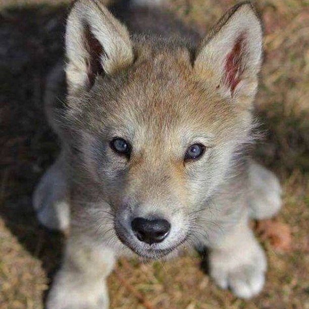 pequeño lobo → instagram.com/p/B_vFvufl8Ho/