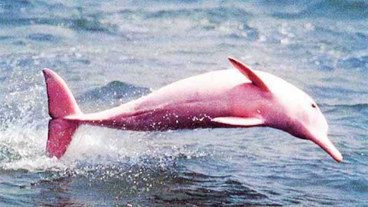 Sarah Nelson Tonight S Amazing Animal Is The Amazon River Dolphin Adults Acquire A Pink Color More Prominent In Males Giving It Its Nickname Pink River Dolphin Enormously Lucky To Have