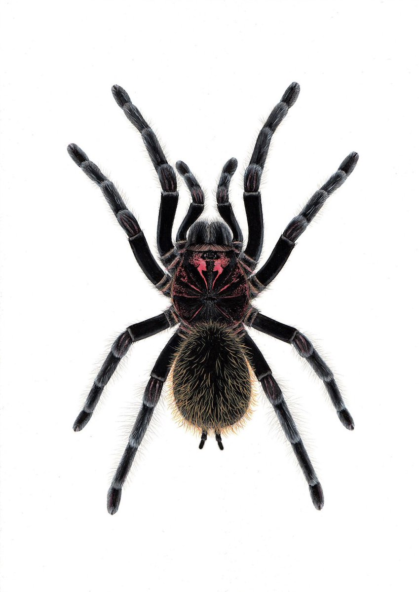 CNahaboo's tweet photo. Xenesthis immanis, amongst the new limited edition prints available! https://t.co/cLZwpkQHLR https://t.co/29cun5owSD