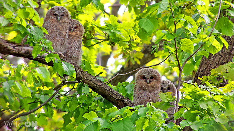 WildOnNatura's tweet photo. "¿Mami?"
Los pollos de cárabo salen pronto del nido y trepan por las ramas. Muchas veces acaban en el suelo y entonces son recogidos por gente creyendo que están abandonados. 
¡Asegúrate antes de hacerlo!
Sigue a @buhos_Brinzal y sabrás cómo.
#FelizDiadelaMadre #FeliçDiadelaMare https://t.co/SbSl5sA1iI