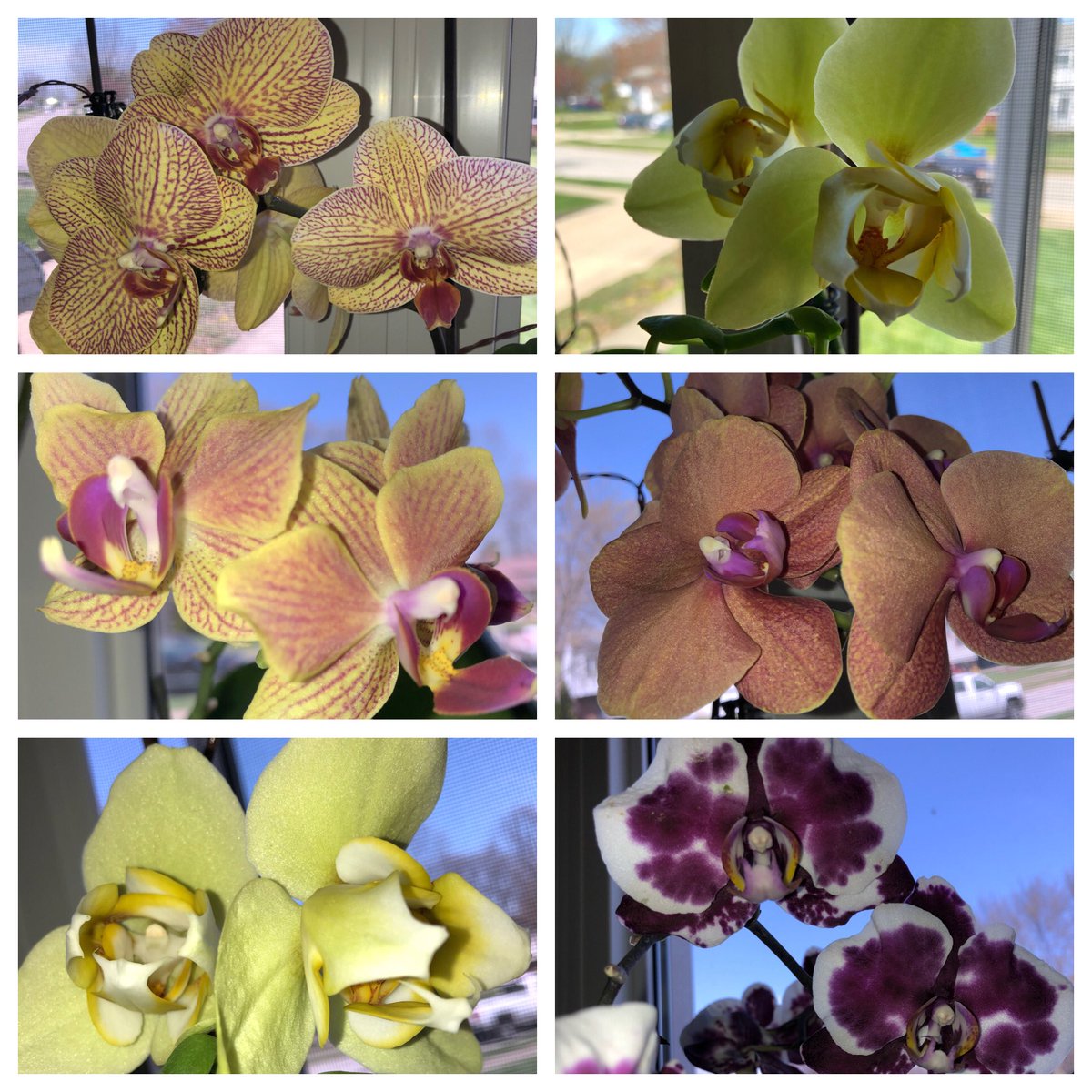 What a beautiful day, the sun is shining and my orchids are giving me hope for a better tomorrow. 😷😷