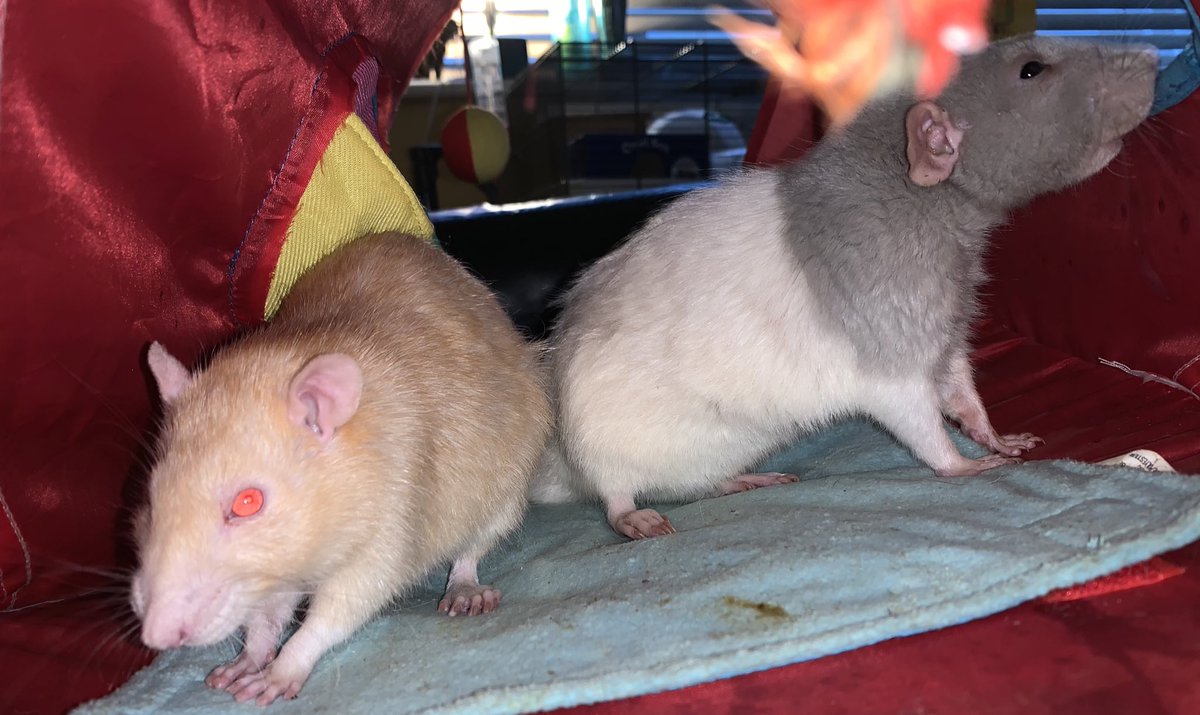 RandTRescue's tweet photo. Our two old men, Stevie and Jake! They are the best of friends! https://t.co/TMgIS1bF00