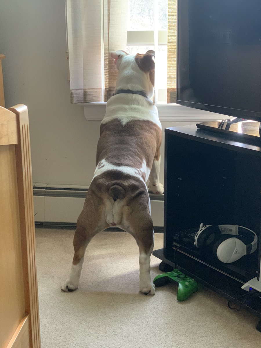 my3sidekicks's tweet photo. Gracie saying Hello to everyone.. #GraceKelly #friendlydistancing #happygirl #bulldogvibes #DogsofTwittter https://t.co/QkvAwVCGcv