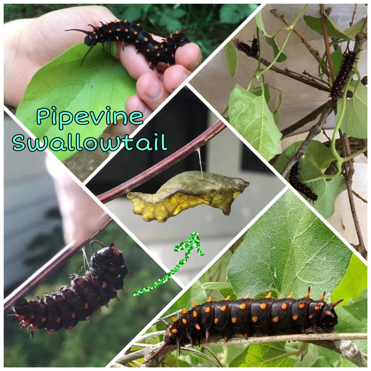 ChristalProctor's tweet photo. I put together a collage of pictures a student has been sending me of her home project! 🌿🐛🦋🌿 https://t.co/HLc8pKB1S9