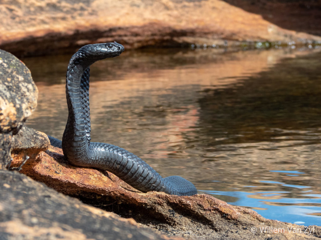 SabzerAzoh's tweet photo. Frame 1: uMdlezinye  (Cape Cobra)

Frame 2: iMfezi emnyama  (Black Spitting Cobra)

Frame 3: uNobibi/iPhimpi  (Rinkhals)

Frame 4: uPhempethwane  (Snouted Cobra/ Egyptian Cobra) https://t.co/WtalmdUh1g