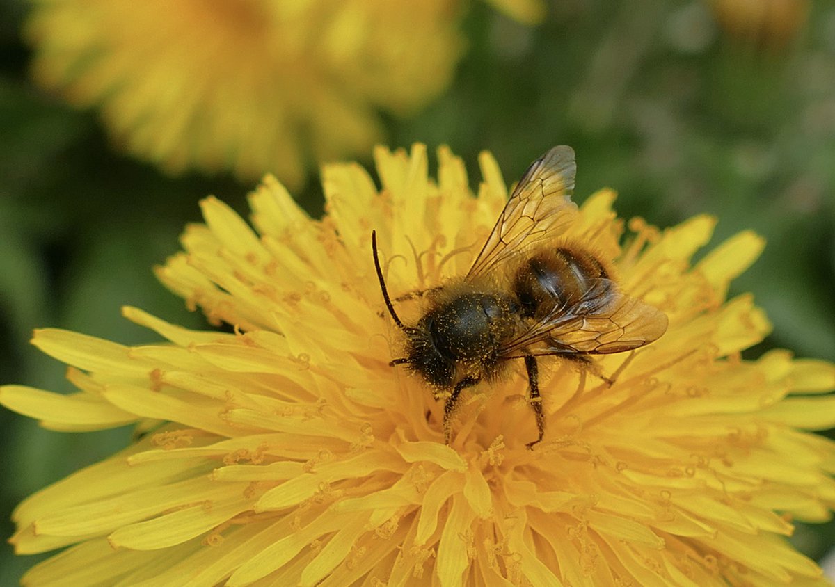 windyhollowscot's tweet photo. Hello lovely #wildflowerhour 🌿our #dandelions are still going strong and this one had a very small bee visitor on it 🌿not sure what kind but very pretty 🐝best wishes from #Perthshire #Scotland #minibee @wildflower_hour #gardenwildflowerhunt @ScotWildlife #bee @BSBIbotany https://t.co/uk5mWJ63wC