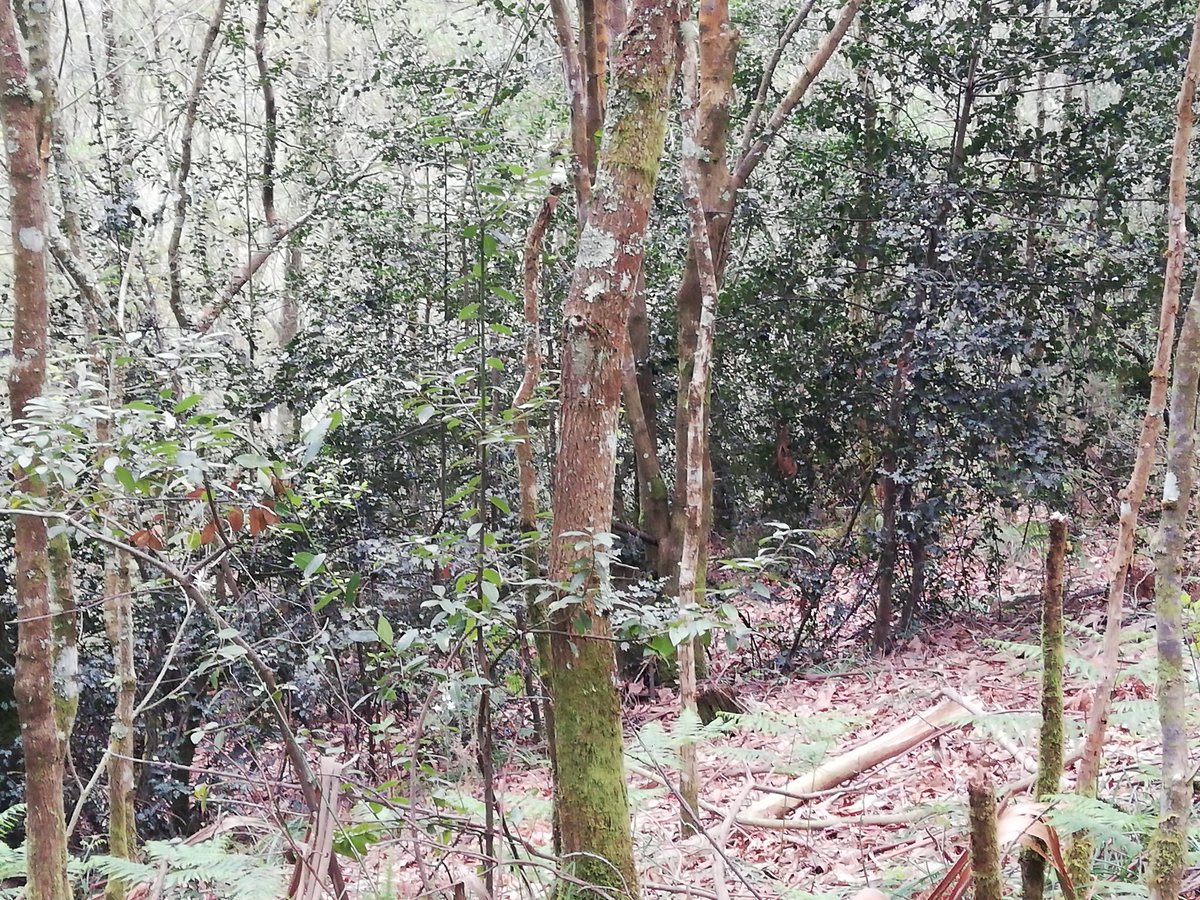 Arisfeed's tweet photo. Hoy ha tocado tarde de naturaleza y cargar pilas en el monte. Orillas del Landro y montes de acebos (uno de mis árboles favoritos), 7 km de paz y desconexión. #Merille #Orol https://t.co/PhYw7XD8Yq