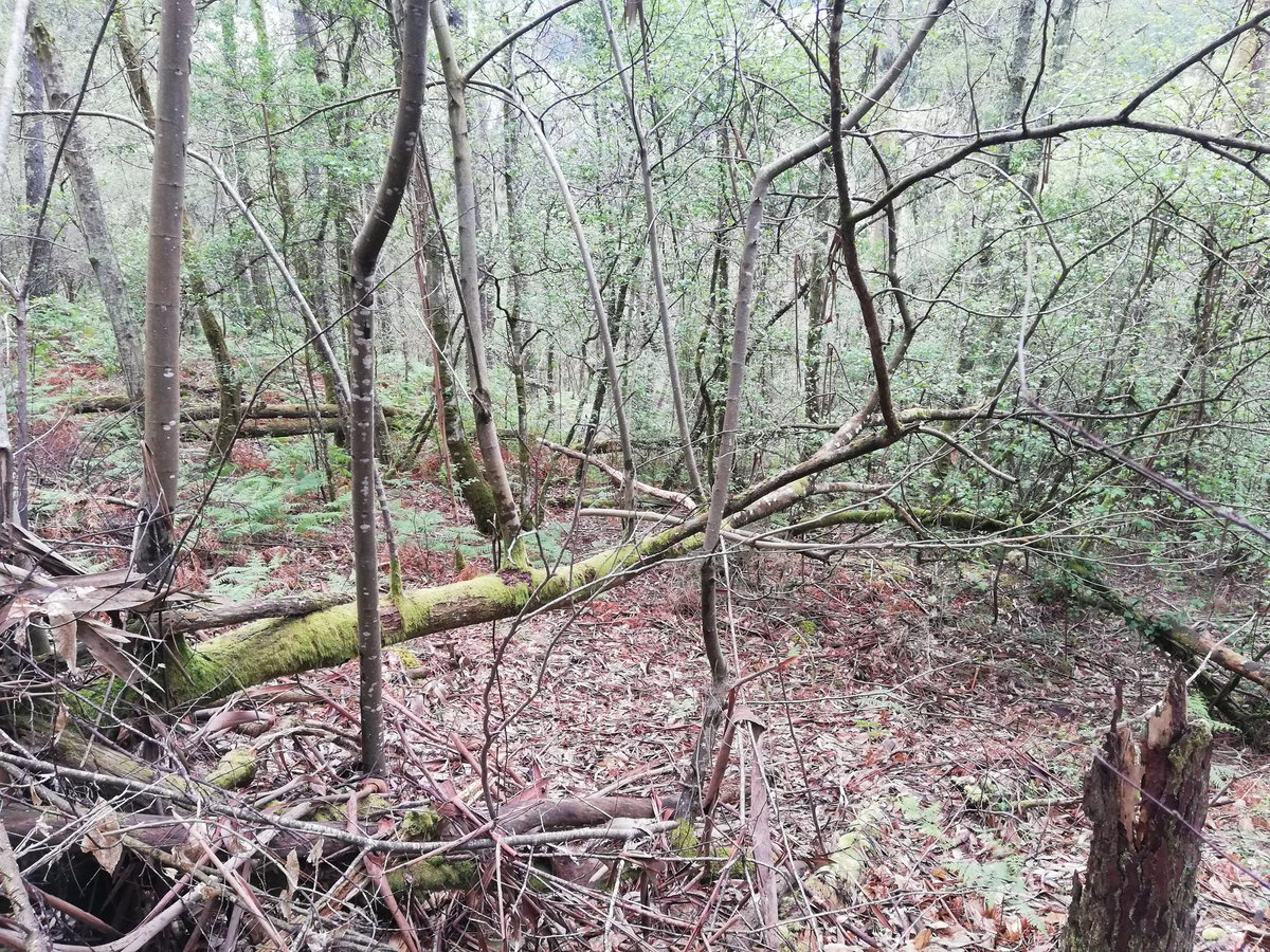 Arisfeed's tweet photo. Hoy ha tocado tarde de naturaleza y cargar pilas en el monte. Orillas del Landro y montes de acebos (uno de mis árboles favoritos), 7 km de paz y desconexión. #Merille #Orol https://t.co/PhYw7XD8Yq