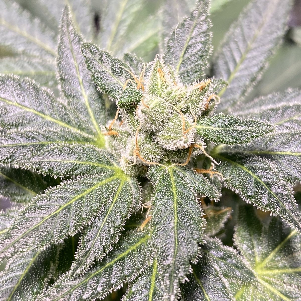 Mighty_Mota's tweet photo. Checking in on the future Wolf Pack f2’s. She has been releasing scents of a sweet cheese with subtle notes of diesel. #CannabisCommunity https://t.co/2sQVGudcRs