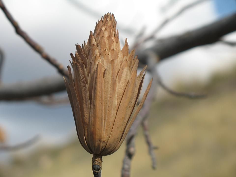 Семена тюльпановое дерево амарант собрать семена