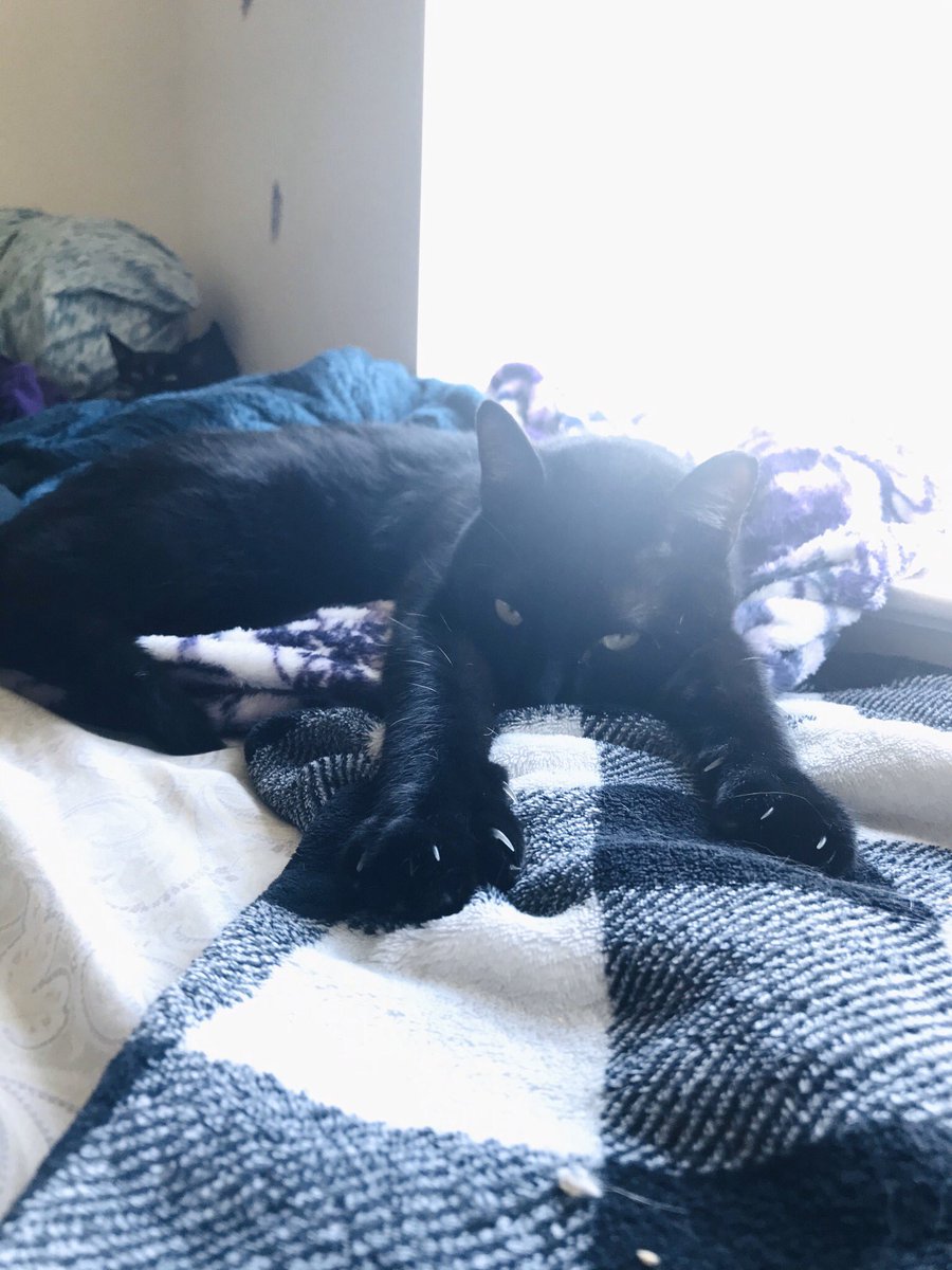 tatl_tail's tweet photo. He’s so relaxed, he can barely look at me!  #catnap ☀️💤 https://t.co/msyUCIyoLq
