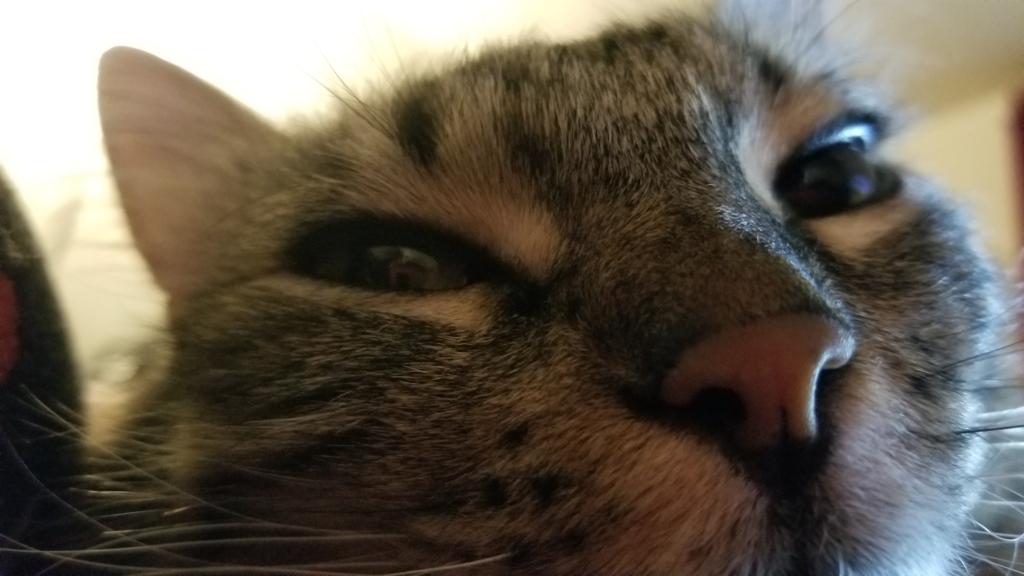 WalkingInAustin's tweet photo. Sunday afternoon belongs is to PlunkButt 

#QuarantineCats #formerferal #PushyCat #GreyTabby #TwitterKitty https://t.co/Tqf3jcCZwR
