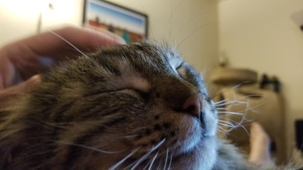 WalkingInAustin's tweet photo. Sunday afternoon belongs is to PlunkButt 

#QuarantineCats #formerferal #PushyCat #GreyTabby #TwitterKitty https://t.co/Tqf3jcCZwR