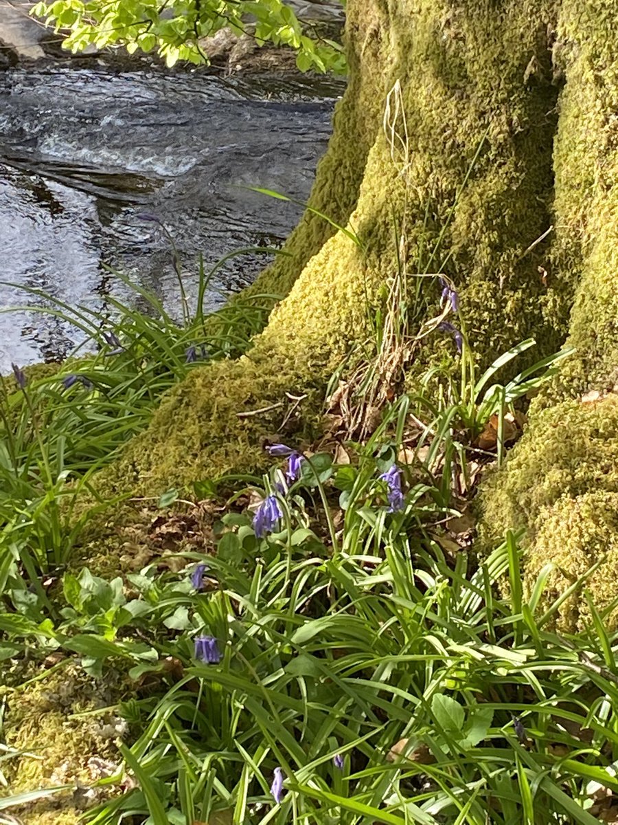EmsWilcock's tweet photo. Today our #lockdown bird list (walking only) reached 62 species with the addition of osprey! 🤩 Aiming for 70 species I think 🤔 #birdingwithbaby 👶The bluebells are also starting to come out 💙 @RSPBScotland  @SIBirdClub @lomondtrossachs https://t.co/B2Hg4hcamR