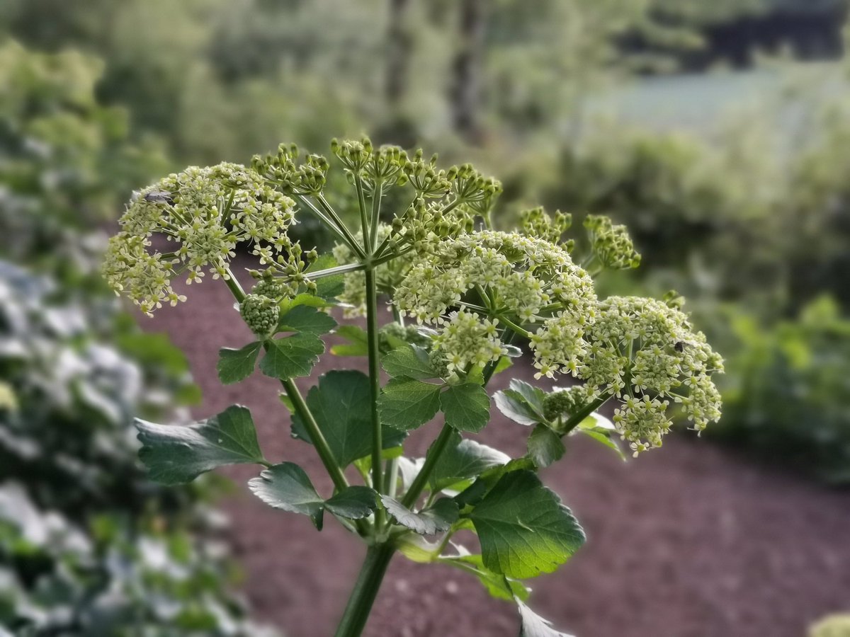 tomwardplz's tweet photo. Alexanders / #Smyrnium olusatrum
Member of the carrot family #Apiaceae, apparently edible but the flowers smell bad, that bad you have to sniff again to see if it's really that bad, a bit like Stachys sylvatica... Uuuugh #wildflowerhour #ukbotany https://t.co/RAzOJa7aBf