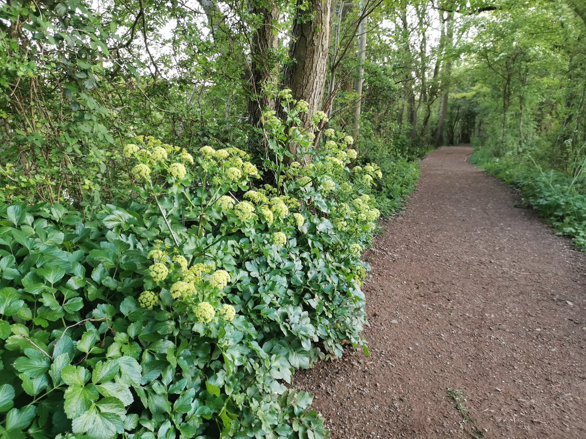 tomwardplz's tweet photo. Alexanders / #Smyrnium olusatrum
Member of the carrot family #Apiaceae, apparently edible but the flowers smell bad, that bad you have to sniff again to see if it's really that bad, a bit like Stachys sylvatica... Uuuugh #wildflowerhour #ukbotany https://t.co/RAzOJa7aBf