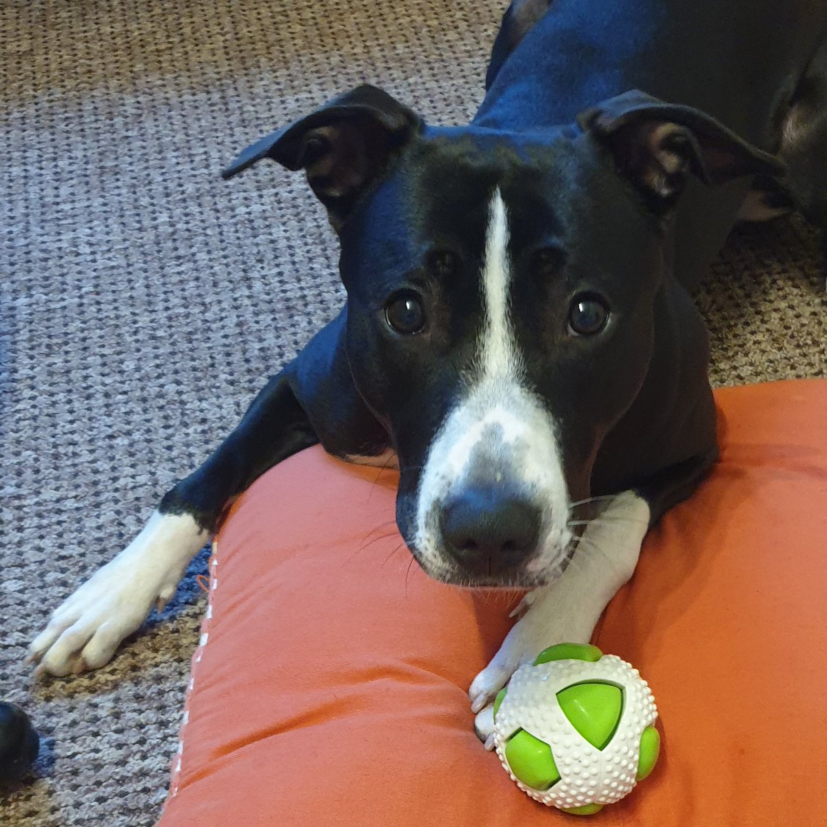 Greenleaf Animal Rescue tweet media