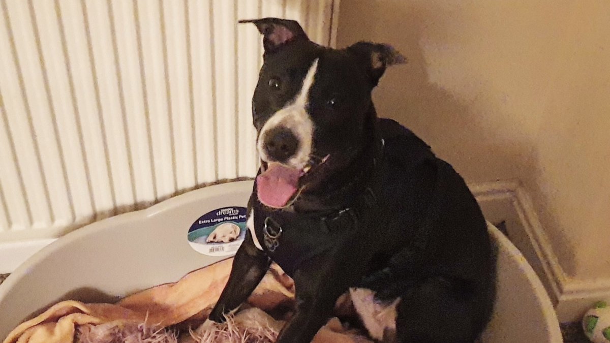 Greenleaf Animal Rescue tweet media