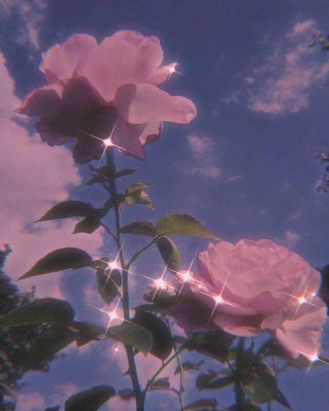 thewaterbxtch's tweet photo. Message for Earth Placements 🌿 : 

Someone is ready to be bold &amp; confess their feelings uh ? It could be you OR an Air sign who's coming quickly to tell you how they feel ! If it's you, trust your intuition &amp; do it because this person feels like home to you &amp; you're heading -- https://t.co/J6gcVBtlq6