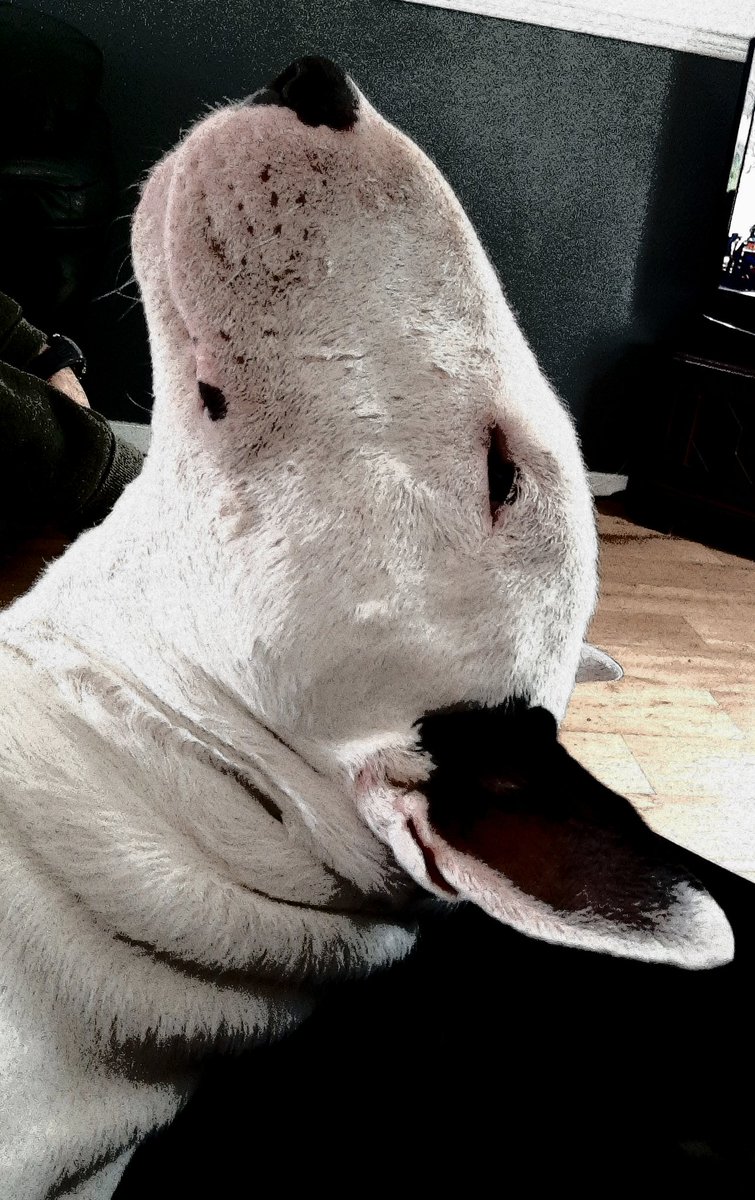 EbtStan's tweet photo. Doing my best snoopy impression..😝 nite nite all, time for beddie booboosss #readyforanotherweek #keepsafe bully kisses @EbtStan 🥰😘🥰 https://t.co/G8fNKK6iCP