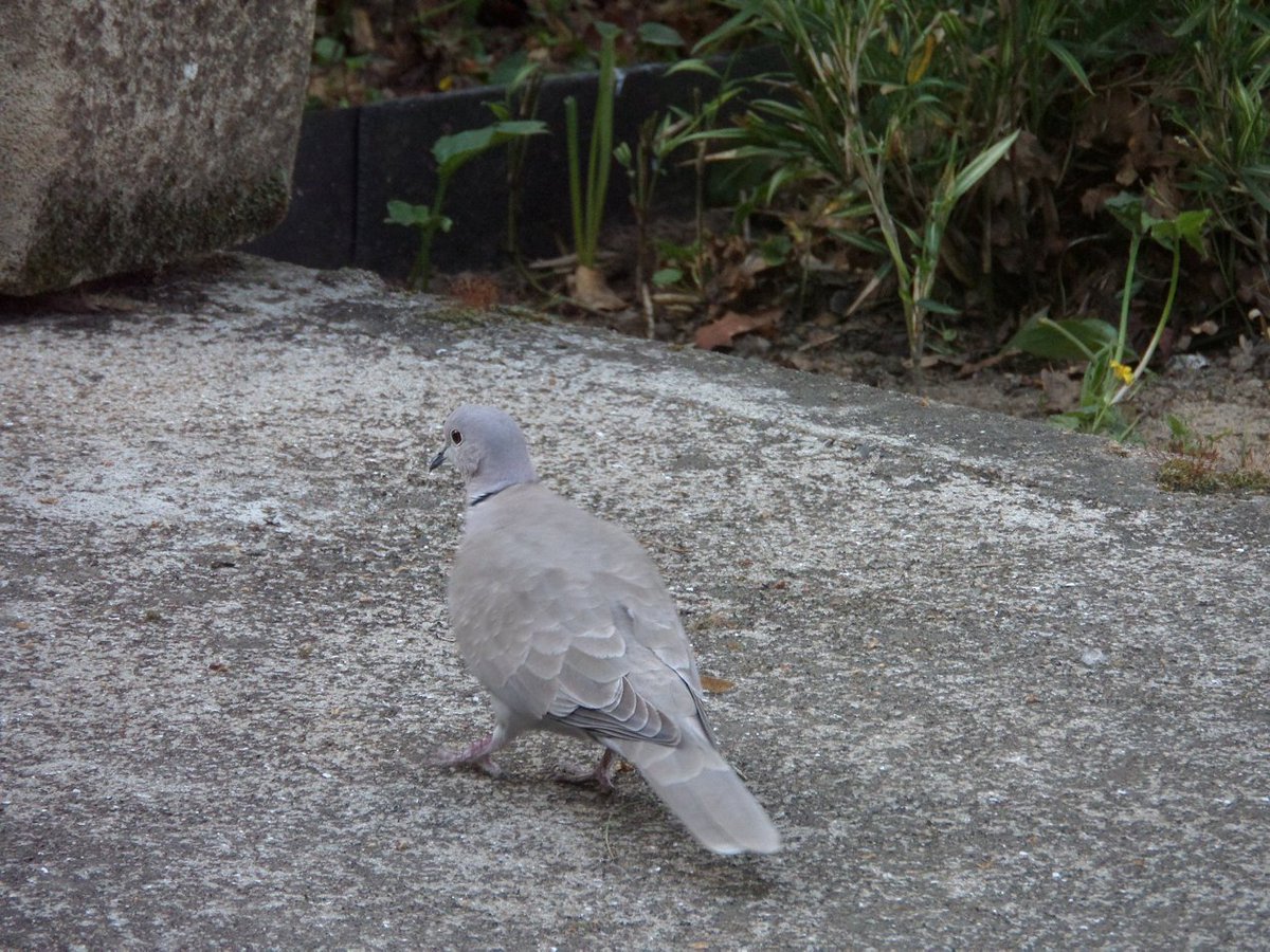 a_london_pigeon's tweet photo. MT Jeanne Miau @JeanneMiau
Tourterelle turque (Streptopelia decaocto) #Collared_Dove #France   
Original tweet:   
https://t.co/MPIugvZTKt https://t.co/wzvlPtCUch