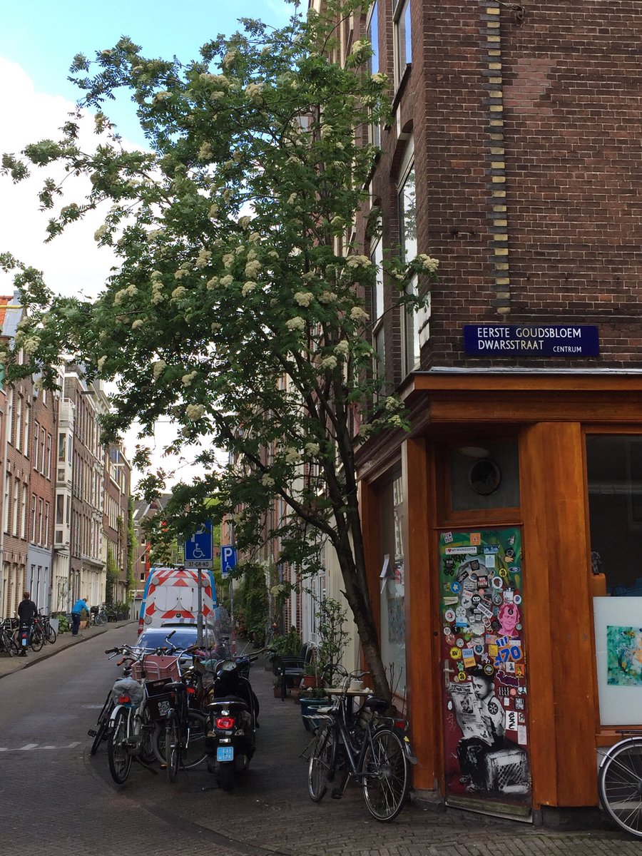 Wat een lijsterbes (Sorbus aucuparia) in een verder boomloze straat al niet kan doen.