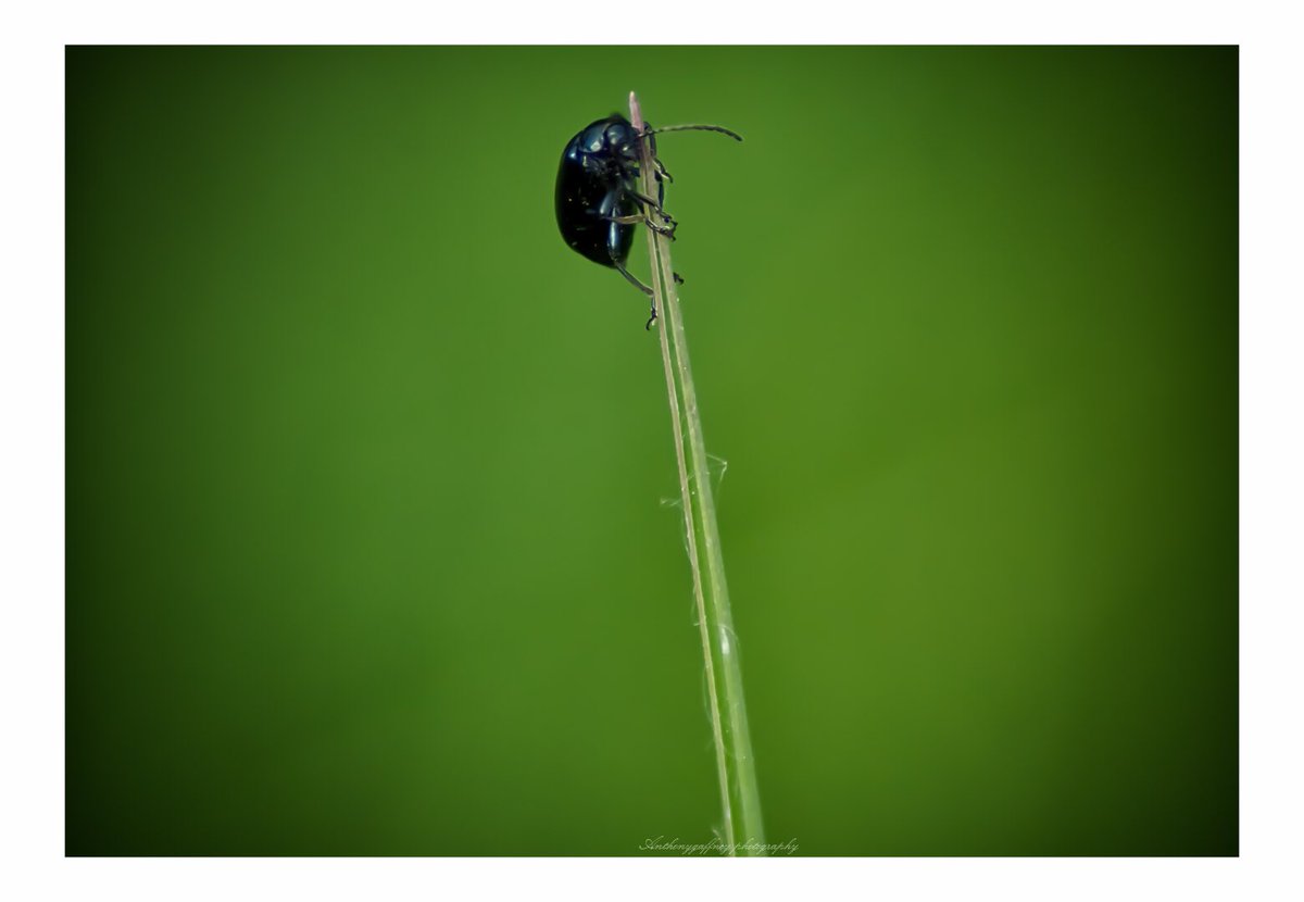 TonyFred1432176's tweet photo. To the top;
@togspaceuk @MacroPhotoFun @big_picture @OutdoorPhotoMag @cover_images @TGOMagazine @ChrisGPackham @NatureUK @BBCSouthWeather @OPOTY @BBCCountryfile @CUPOTYawards @HollyJGreen @AP_Magazine #bugs #COVIDー19 #StayHomeStaySafe #gettingcrative https://t.co/0MU99EOGpm