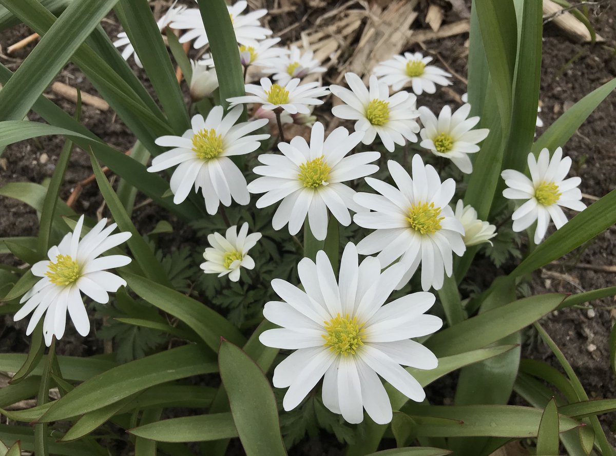 Anemone blanda ‘White Splendour’ is native to Greece. This cheerful Grecian windflower stands out in the spring garden with is large daisy like crisp white flowers.  Definitely a favourite.  #Ourgardensyourhome