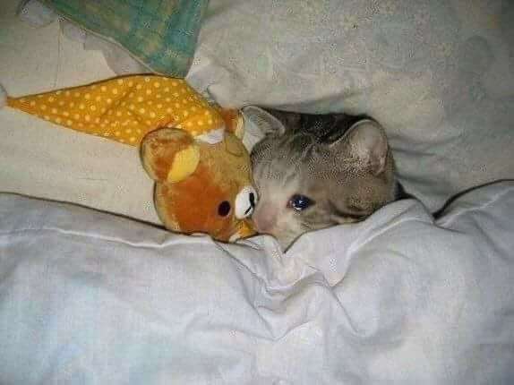 Grexia777's tweet photo. Misma energía
#sleep #catsad #cat #sad #XD https://t.co/A6JPWFFmJD