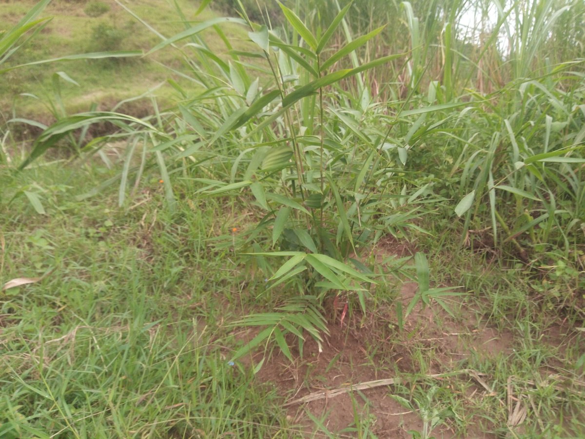 habanabakizej6's tweet photo. Pleasure in the job puts perfection in works #Environmentfirst #LoveWhatYouDo #naturelovers #cleanwater #erosioncontrol #disastermanagement #bamboofirst #ilovebamboo #EPBRwanda https://t.co/li2s5OTNSM