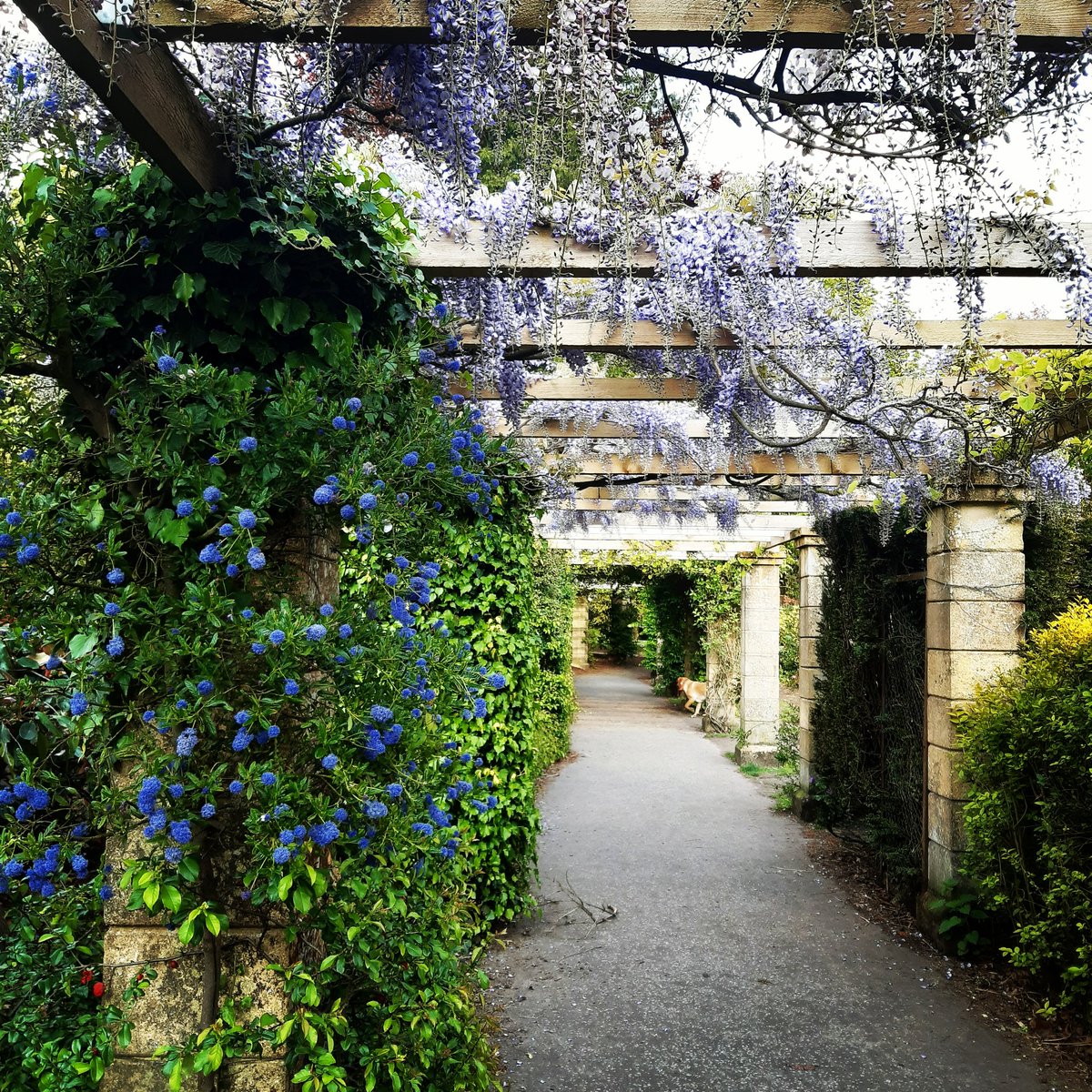FGTNorfolk's tweet photo. A spring tunnel of joy @heighamparklife 

#Spring #SpringTime #Flowers #Wisteria #dogwalking #parklife #norwich #norfolk #fgtnorfolk https://t.co/177Of7X1ZL