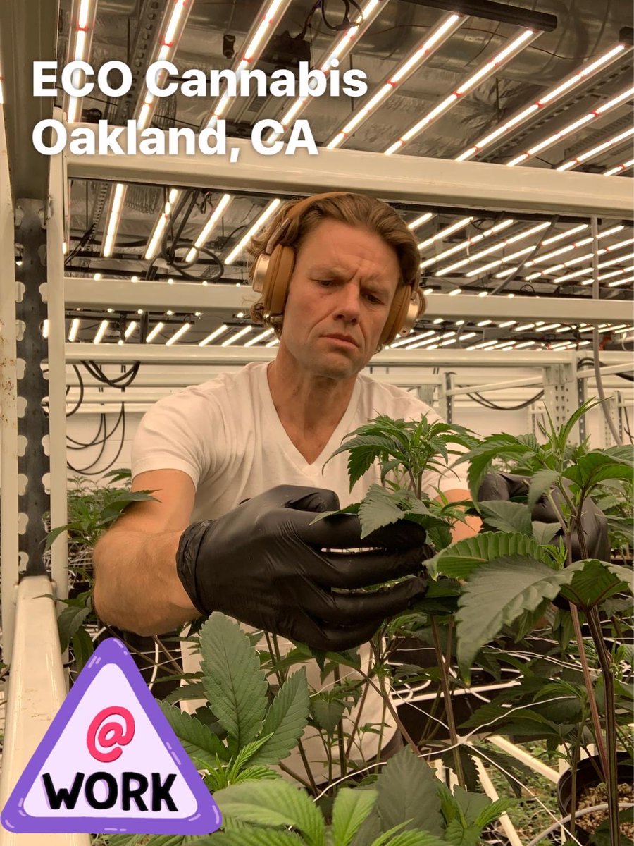 ECO_Cannabis_'s tweet photo. Our very own @kevinahaesy putting in work with the next crop of 🔥flower. I wonder what he's listening to...🤔Green Day? Peter Tosh? E40? Here's to whistling while you work 🌬️🌬️😍😘@eco.indoor https://t.co/BP4EnFL55Y
