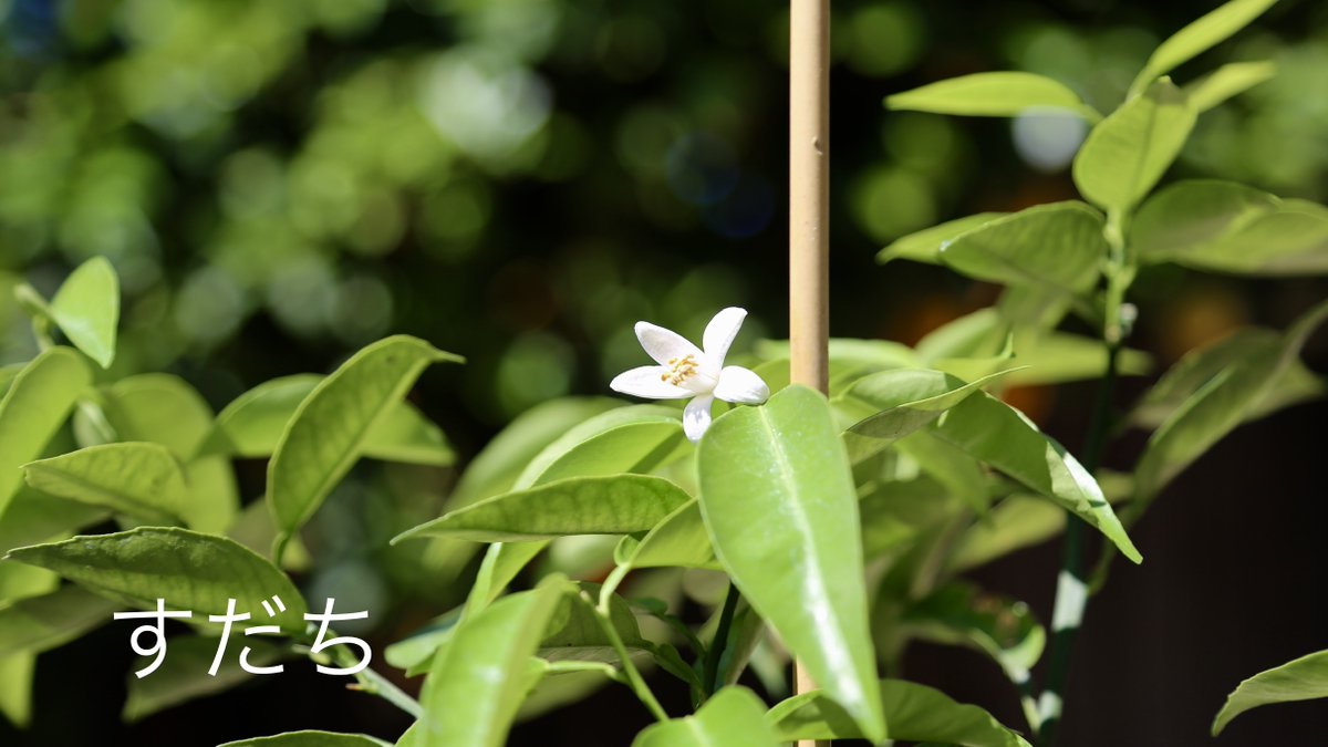 くろねこ はい とても可憐なすだちの花が２つ ゆずの花が３つ咲きました 暖かくなってきたのでこれからいろいろな植物が芽吹きますね 嬉しい季節ですね Dakさんのおうちの苗木の成長も楽しみですね このコメントが迷子になっていました ここに