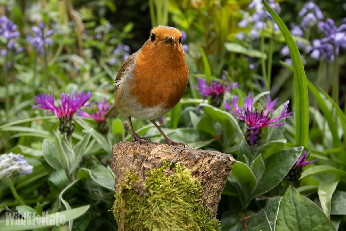 katemacrae's tweet photo. I thought Colin would look great amongst the Cornflowers and Bluebells. Colin thought shots like this would ruin his macho image. I said they’d make nice cards! Reluctantly, he agreed to give it a go…

#ColinRobin #Springwatch #GardenersWorld @GWmag  @Natures_Voice https://t.co/qLeTDEj3rL