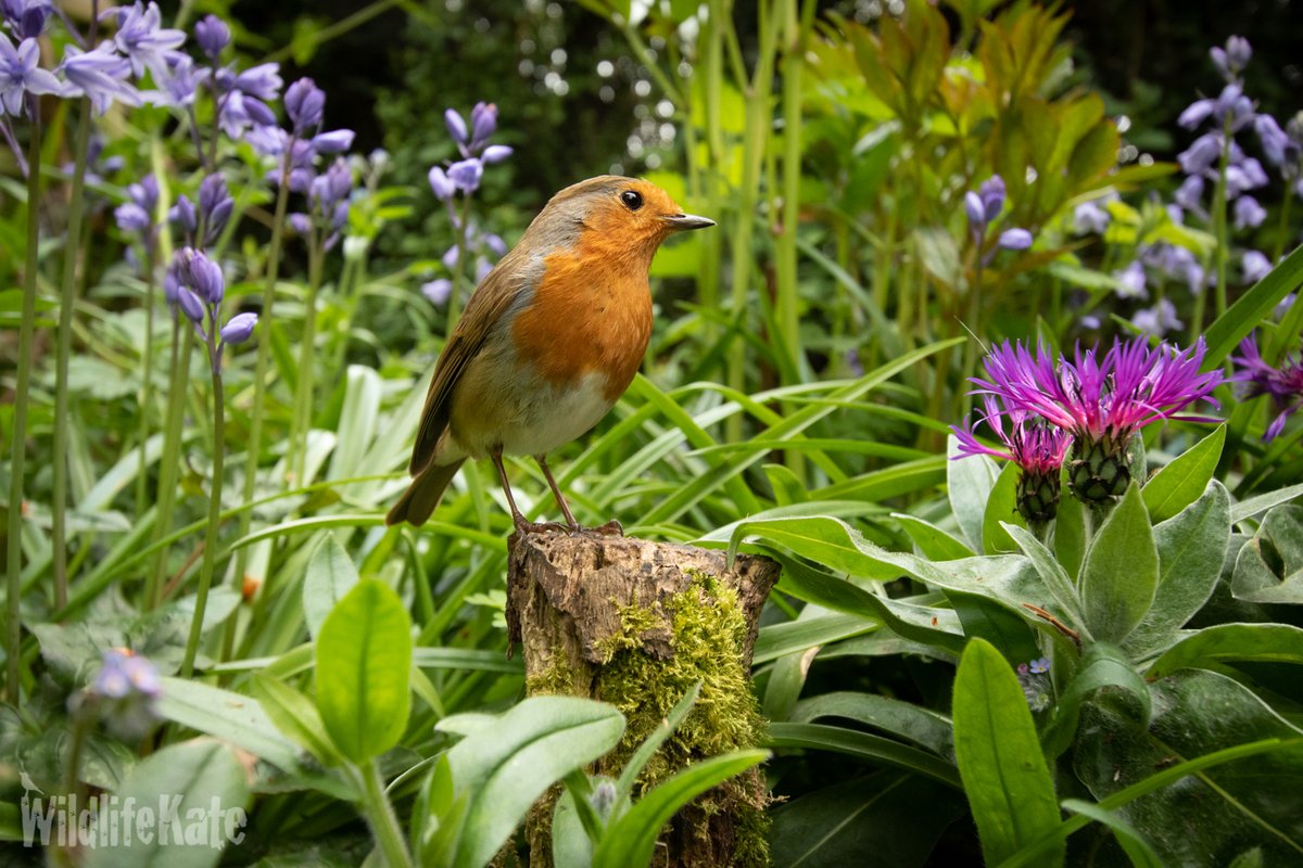 katemacrae's tweet photo. I thought Colin would look great amongst the Cornflowers and Bluebells. Colin thought shots like this would ruin his macho image. I said they’d make nice cards! Reluctantly, he agreed to give it a go…

#ColinRobin #Springwatch #GardenersWorld @GWmag  @Natures_Voice https://t.co/qLeTDEj3rL