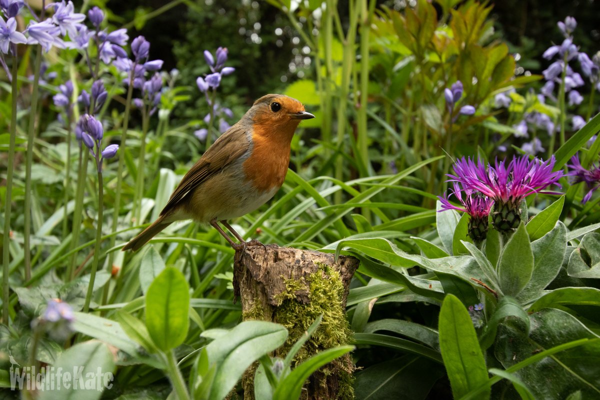 katemacrae's tweet photo. I thought Colin would look great amongst the Cornflowers and Bluebells. Colin thought shots like this would ruin his macho image. I said they’d make nice cards! Reluctantly, he agreed to give it a go…

#ColinRobin #Springwatch #GardenersWorld @GWmag  @Natures_Voice https://t.co/qLeTDEj3rL